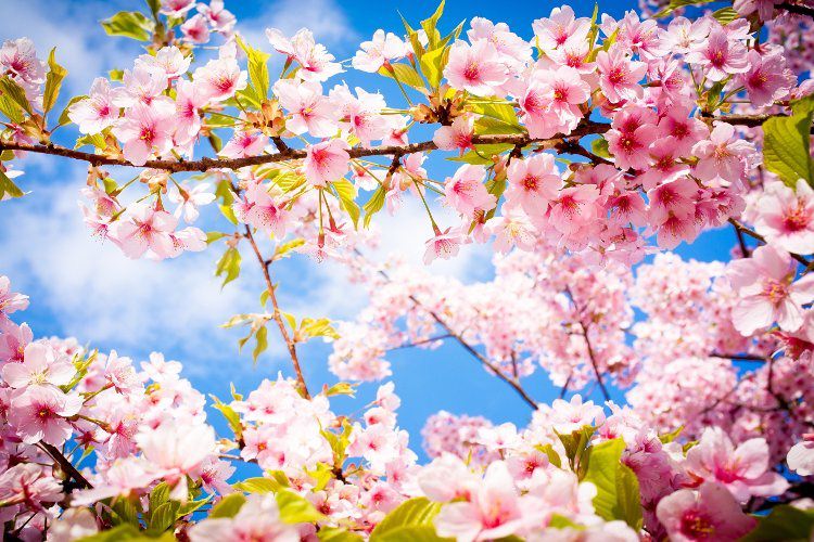 جمله با نوروز