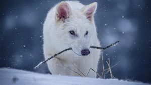 گرگ وحشت
