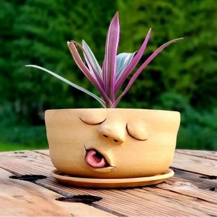 گلدون فانتزی کیوت برای کاکتوس