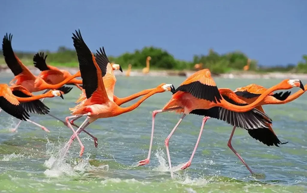 دریاچه ارومیه 