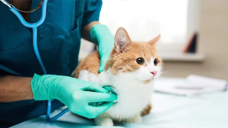 روز دامپزشک امسال 