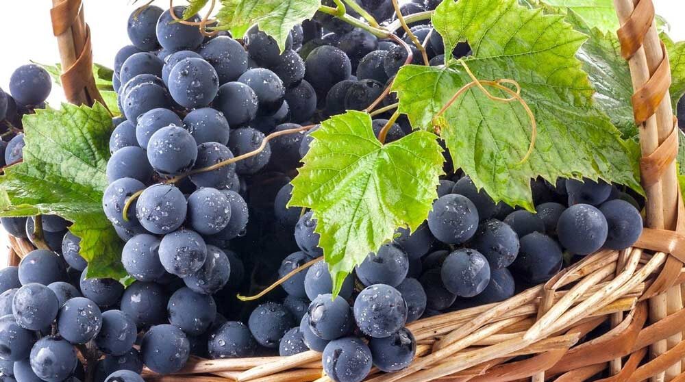 عکس انگور شانی - خواص انگور شانی - ویتامین های انگور - نهال انگور شانی - انواع انگور شانی - انگور شانی یا شاهانی