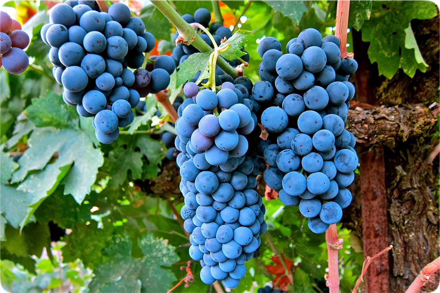 عکس انگور شانی - خواص انگور شانی - ویتامین های انگور - نهال انگور شانی