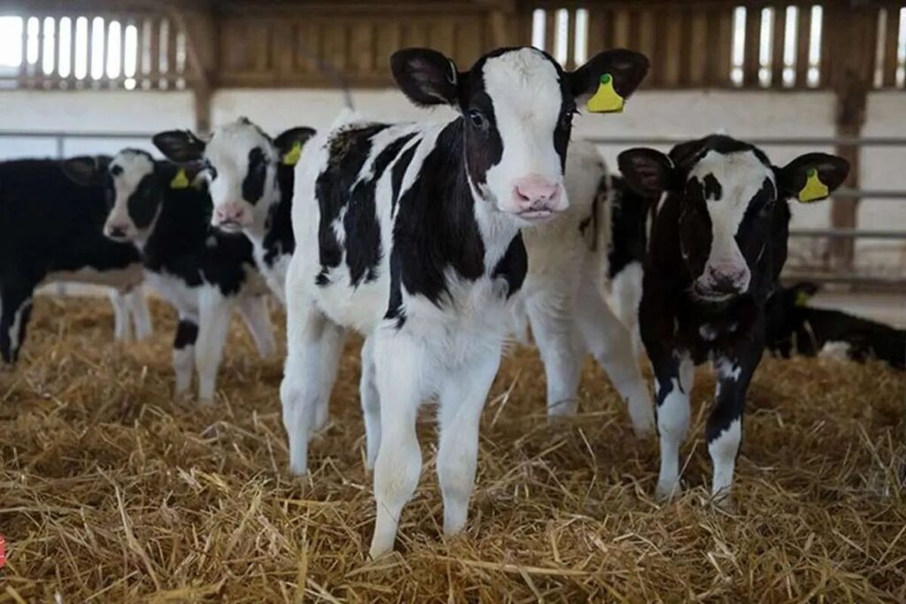 قیمت گوساله زنده امروز 12 آبان 