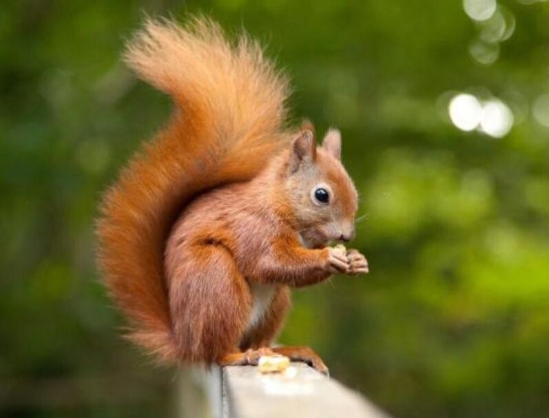 حیوانات روزبیدار