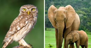 جانوران شبزی و حیوانات روزبیدار - حیوانات شبگرد و روزبیدار