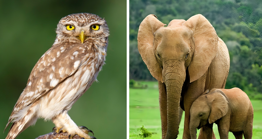 جانوران شبزی و حیوانات روزبیدار - حیوانات شبگرد و روزبیدار