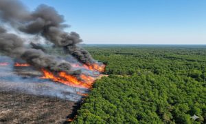 جنگل های هیرکانی