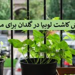 کاشت لوبیا برای پایه دوم و سوم دبستان