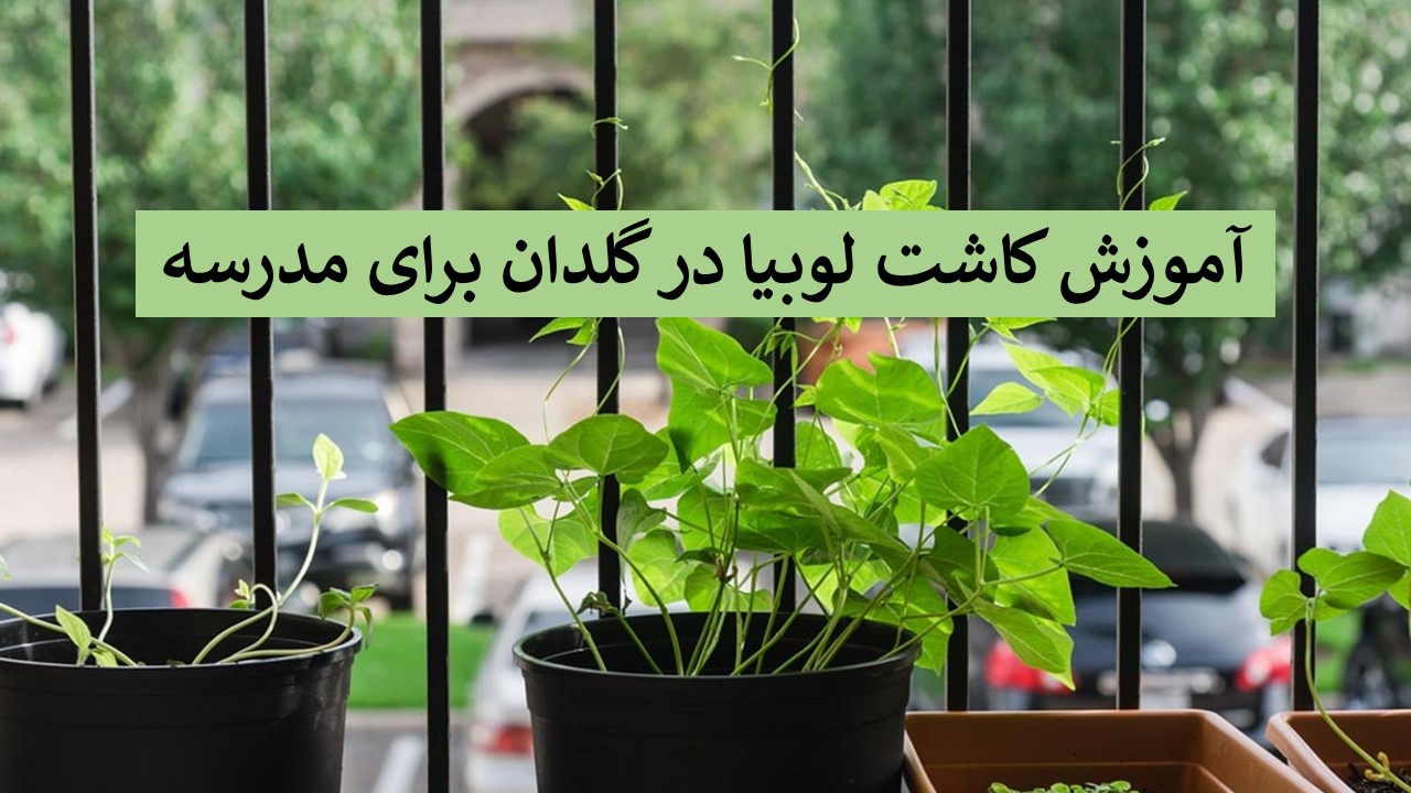 کاشت لوبیا برای پایه دوم و سوم دبستان