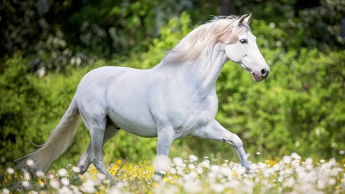 تعبیر خواب اسب