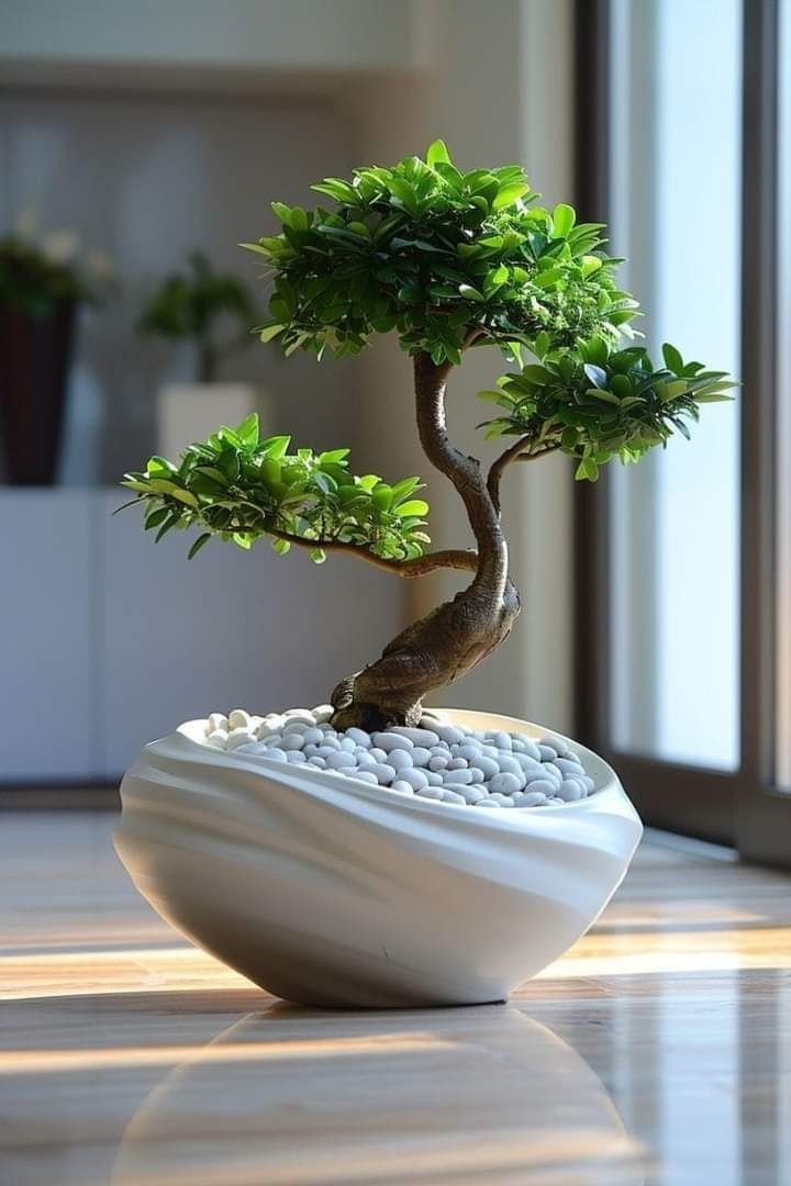 درختچه های دکوری زیبا