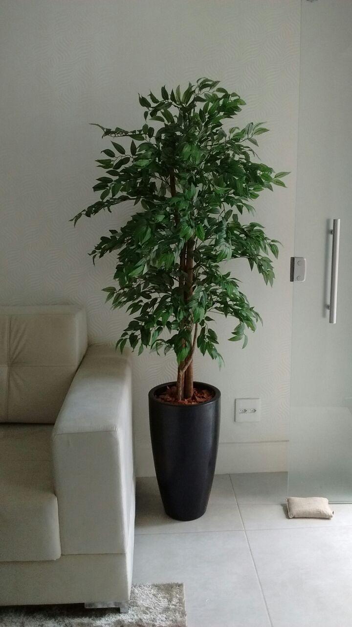 درختچه های دکوری زیبا