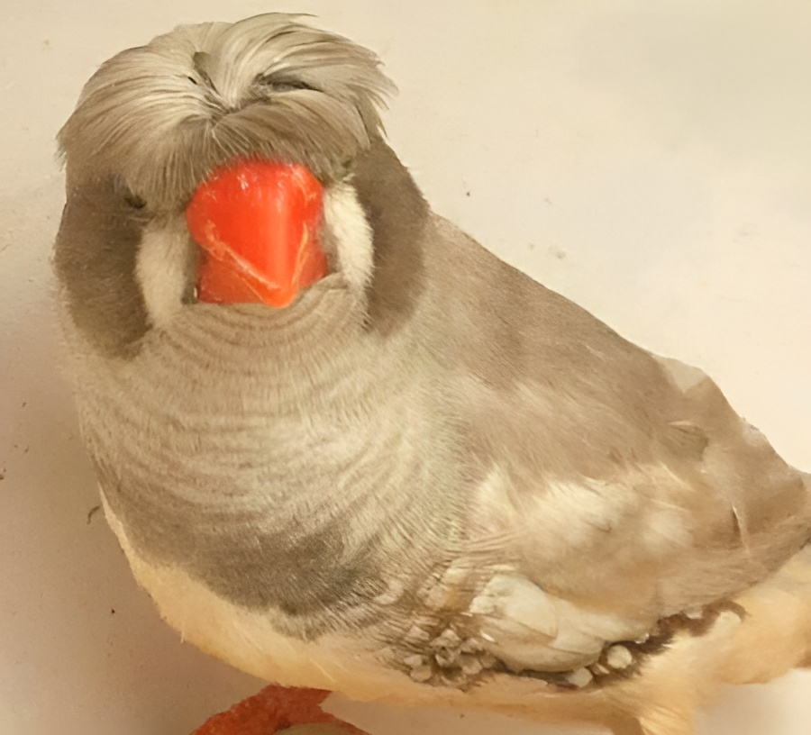 فنچ زبرا
