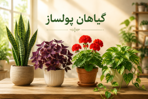 گیاهان پولساز در فنگ شویی