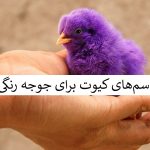اسم برای جوجه رنگی