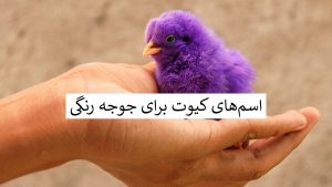 اسم برای جوجه رنگی