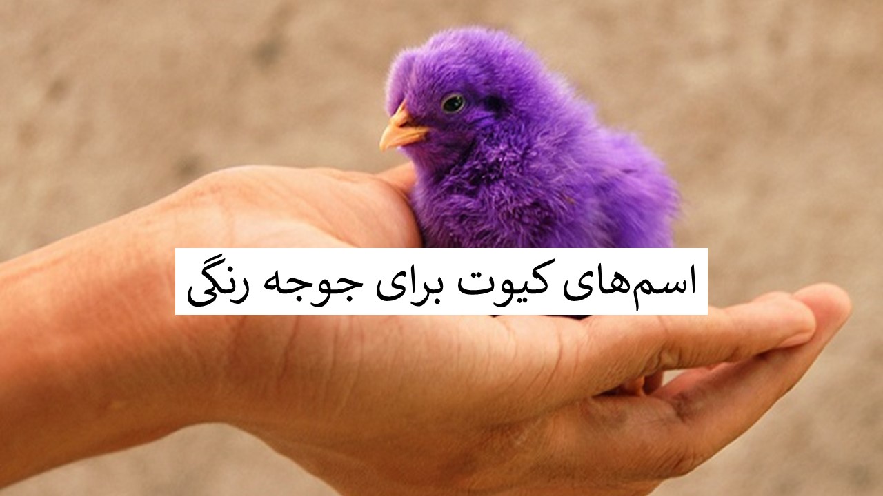 اسم برای جوجه رنگی