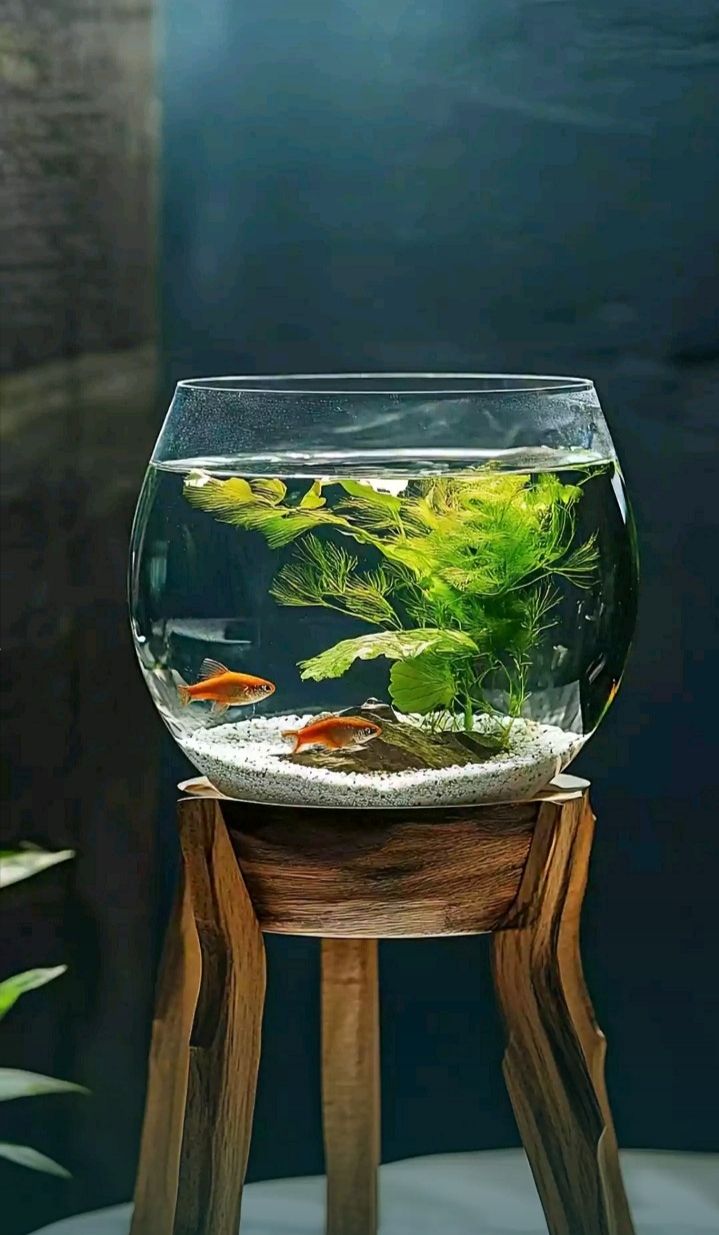 آکواریوم مدل مینی شیشه ای