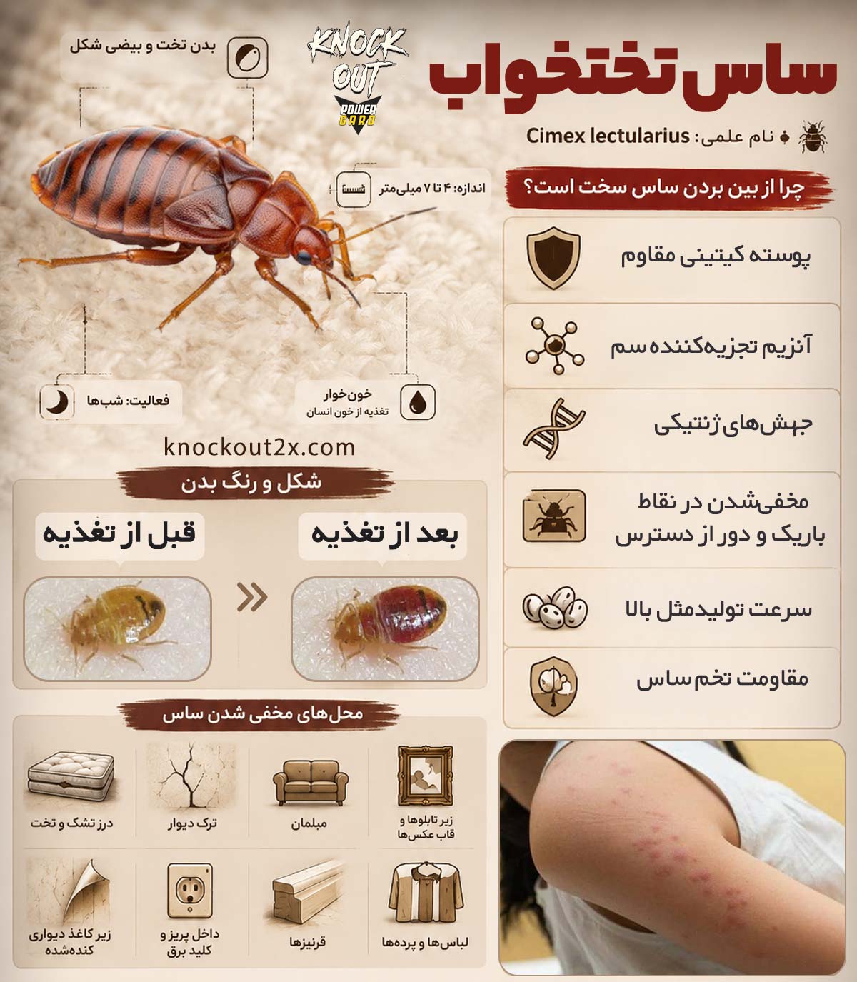 ساس - عکس ساس - مشخصات حشره ساس تختخوابی