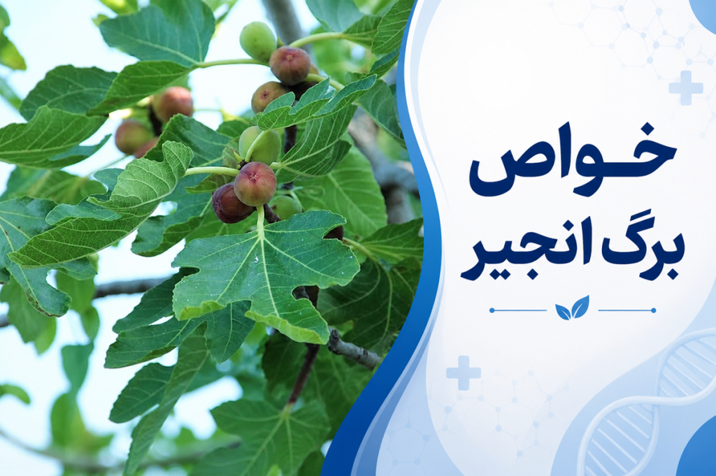 همه خواص برگ انجیر؛ از لاغری و درمان بیماری ها تا رفع چین و چروک