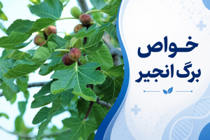 خواص برگ انجیر