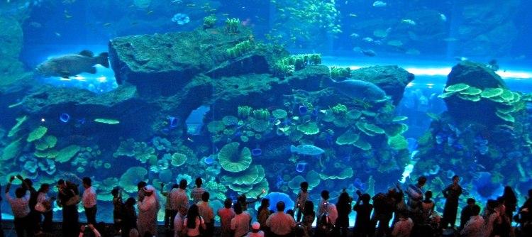 Dubai Aquarium