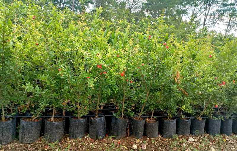 خرید نهال انار در شیراز