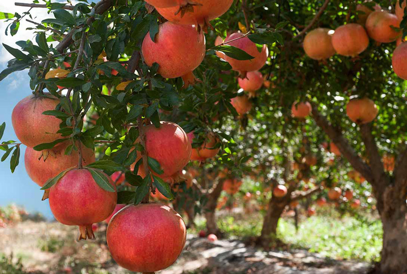 خرید نهال انار واندرفول