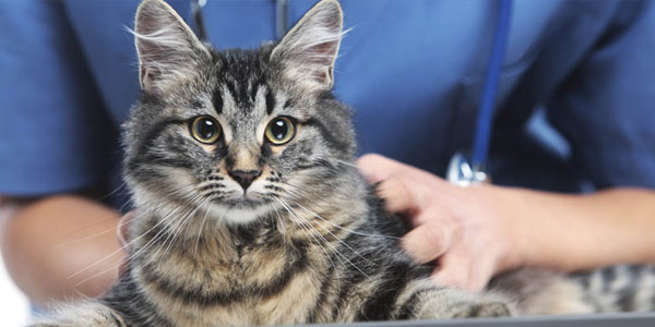 سوالاتی درباره گربه خانگی و پاسخ دامپزشک