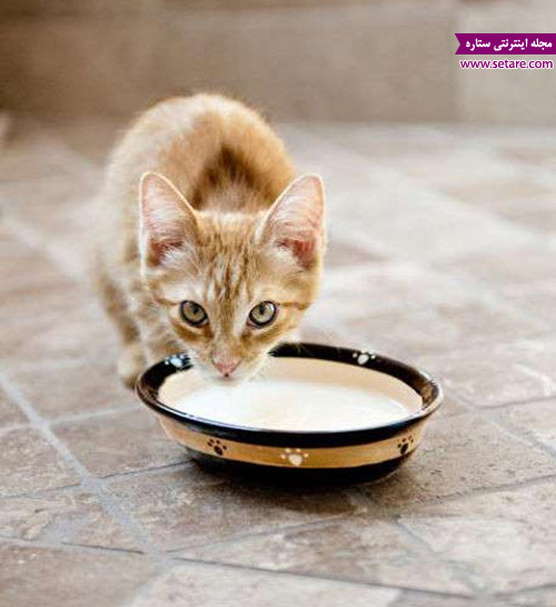 شیر خوردن گربه خانگی - عکس گربه
