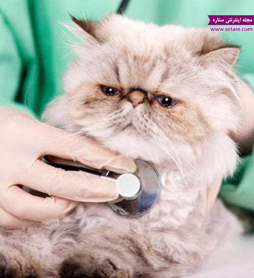 معاینه گربه خانگی توسط دامپزشک