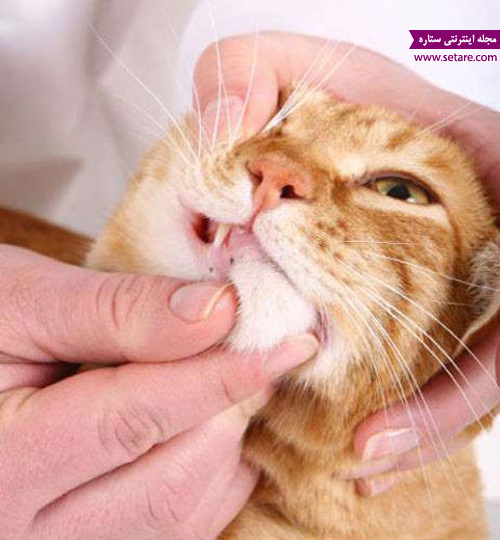 خارش گوش و بدن گربه خانگی - سلامت حیوانات خانگی