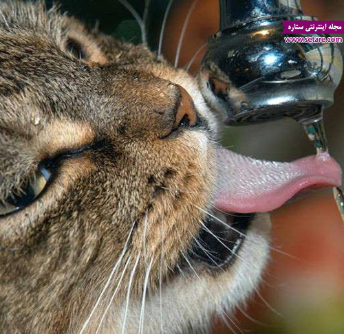 تشنگی گربه - آب خوردن گربه خانگی