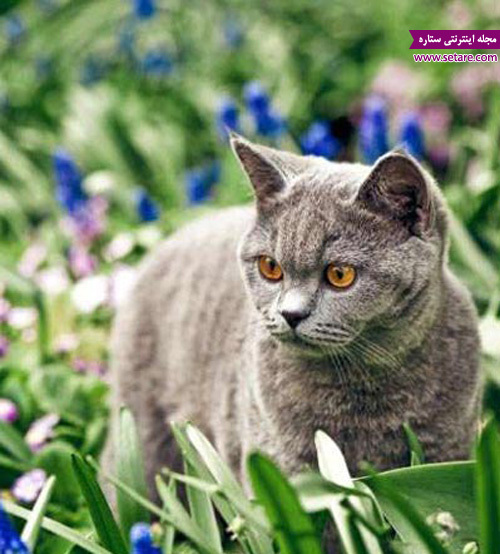 گربه وحشی - گربه شیطون - عکس گربه