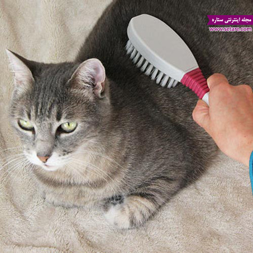 ریزش موی گربه - آیا موی گربه خطرناک است