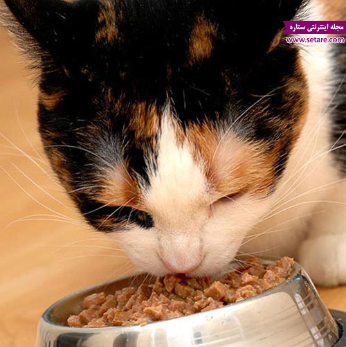 غذا خوردن گربه - نوع غذای گربه خانگی