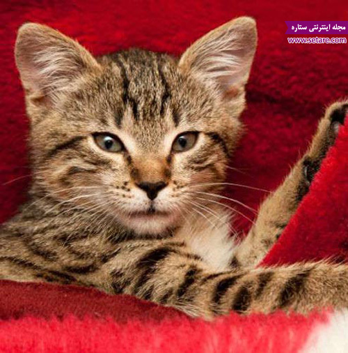 عکس گربه خامگی - دیابت گربه ها