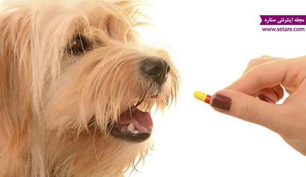 دارو دادن به سگ ها - خوراندن دارو به سگ های خانگی