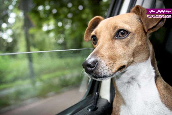 سفر جاده ای با سگ های خانگی