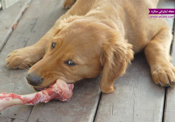 استخوان خوردن سگ ها - غذای سگ خانگی