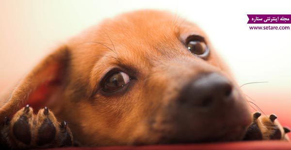 بیماری افسردگی در سگ ها و حیوانات خانگی