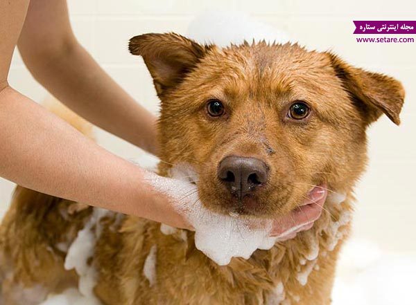 حمام کردن سگ ها - نظافت حیوان خانگی