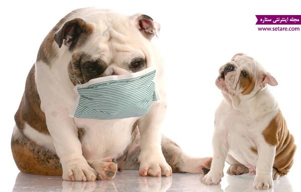 سرفه کردن سگ ها - بیماری های ریوی حیوانات