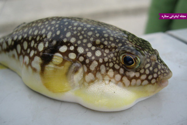خوردن ماهی سمی پفی - فوگو و مرگ ناشی از خفگی