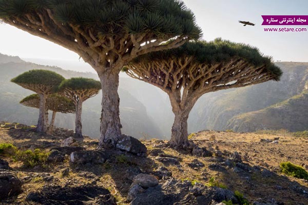 سوکوترا، کشور یمن، جنگل‌های عجیب، درخت اژدها