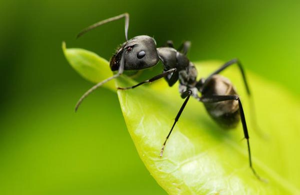 مورچه- عکس مورچه- خواب مورچه- زندگی مورچه- دانستنی ها