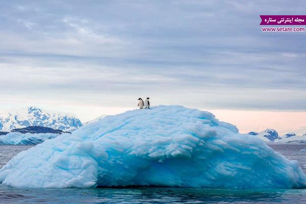 قطب جنوب، دیوید مناکر، پنگوئن، کوه یخی