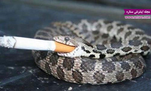 عکس مار سیگاری - سیگار کشیدن مار - مار معتاد - اعتیاد مار به سیگار