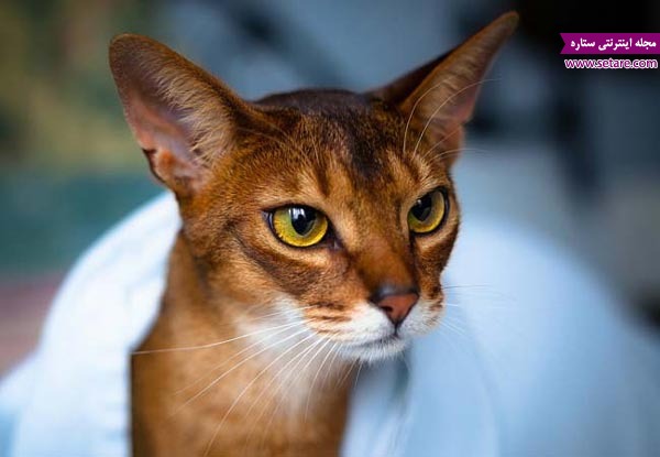 گران‌قیمت‌ترین گربه‌های خانگی جهان، گربه ابیسینیان، گربه حبشی